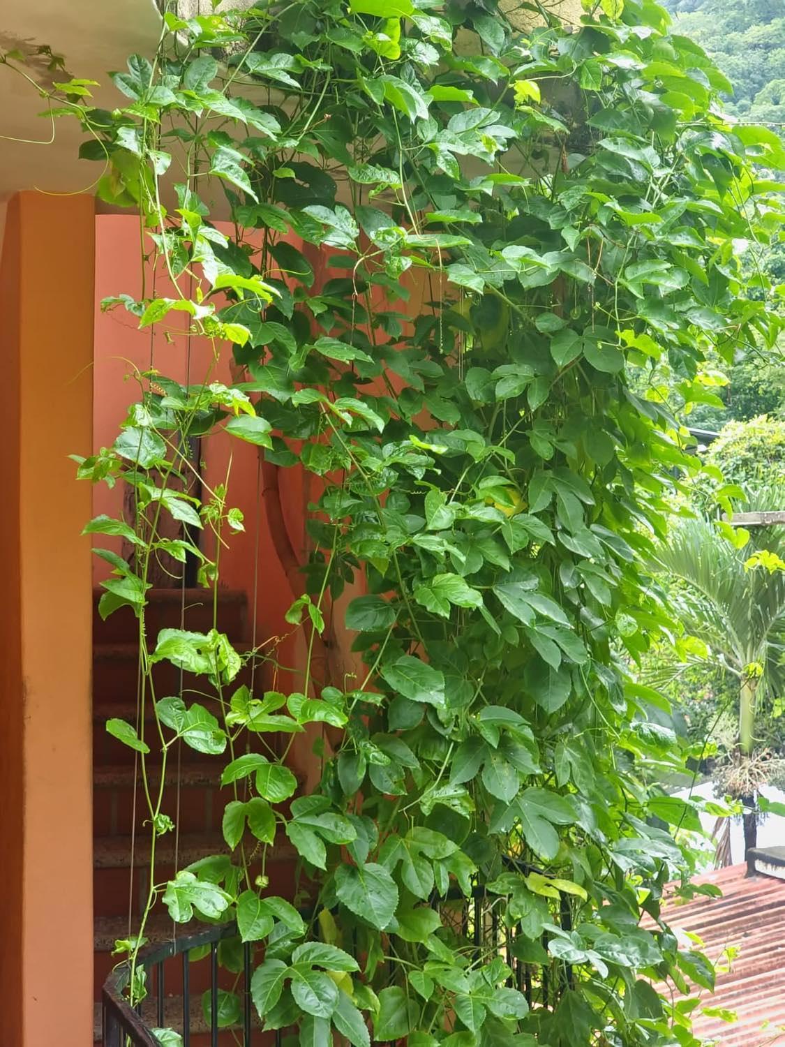 La Posada Pacifica Puerto Vallarta Exteriér fotografie